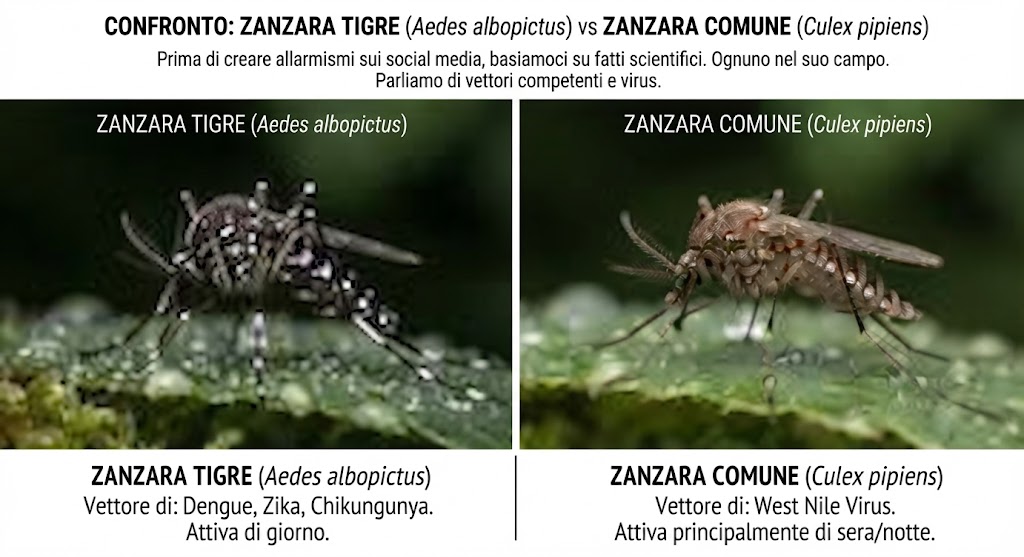 Ognuno nel Suo Campo: Fare Chiarezza su Zanzare, Virus e Sanità&nbsp;Pubblica